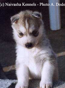 bb husky
