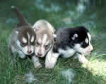Troi mini husky