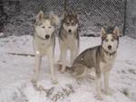 Husky en folie