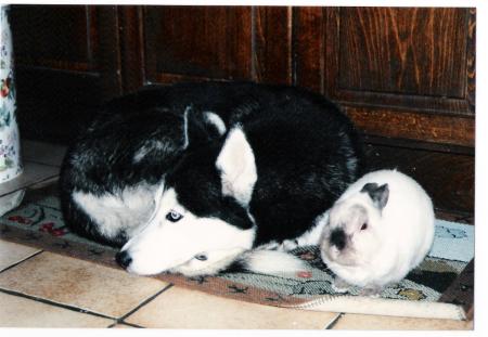 Brenda et Bidoune notre premier lapin 2