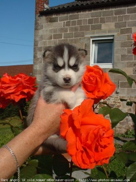 a...lé bb néss dan lé roses !!!!