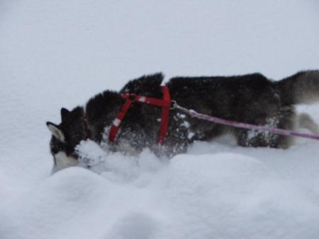 Dauphin des neige