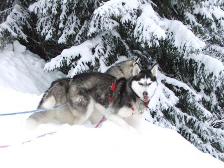 SOUS UN GRAND SAPIN
